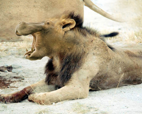 lion_ippopotamo